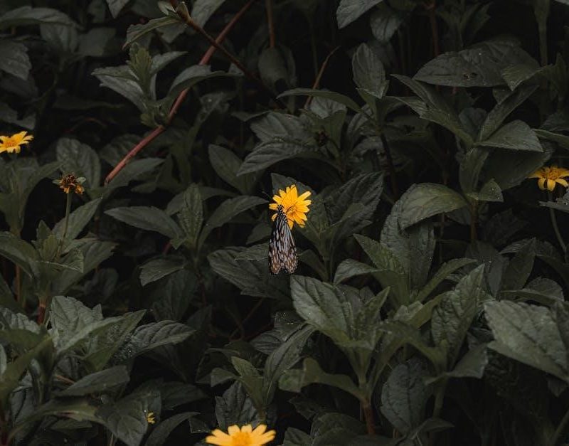 caterpillar to butterfly kit instructions